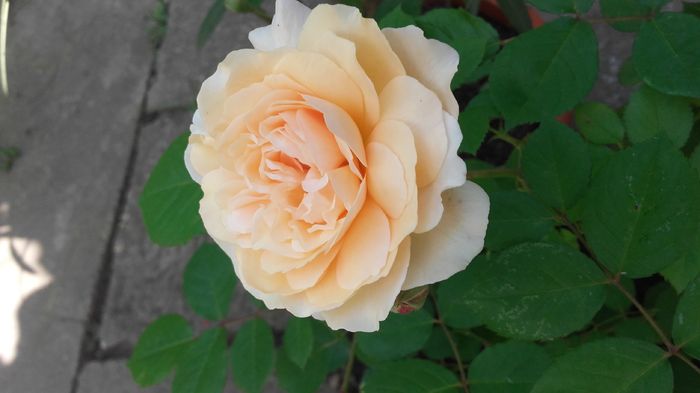 Buff Beauty - trandafiri 2016