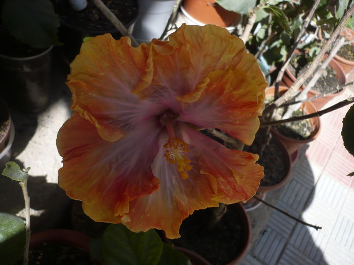 P1260746