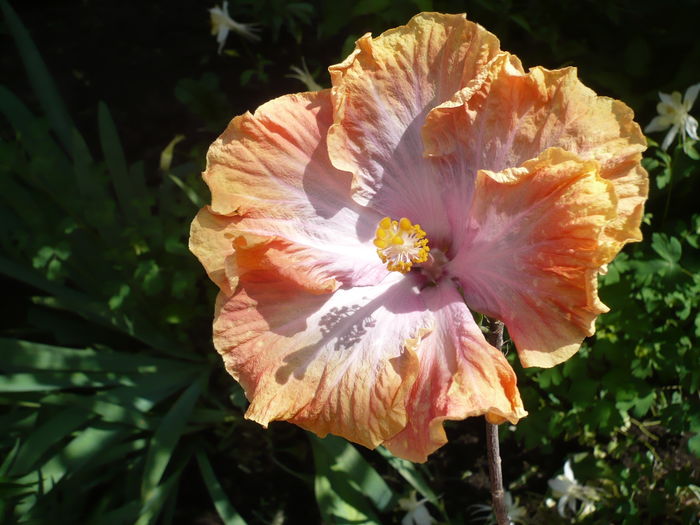 P1260748