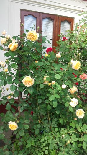 20160517_162705 - trandafiri 2016