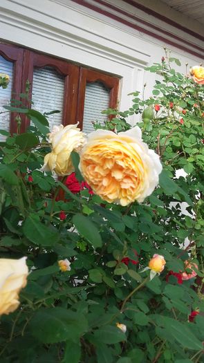 20160517_162709 - trandafiri 2016