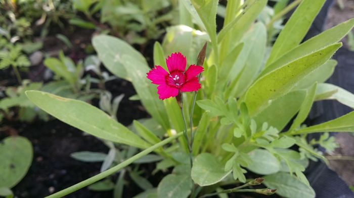 20160517_183648 - curtea cu toate cele 2016