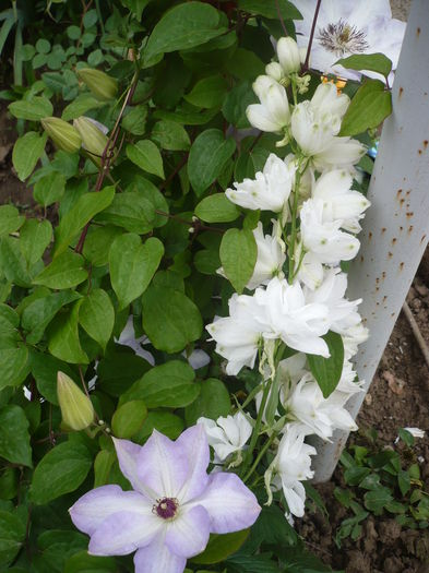 P1260758 - GRADINA 2016-1