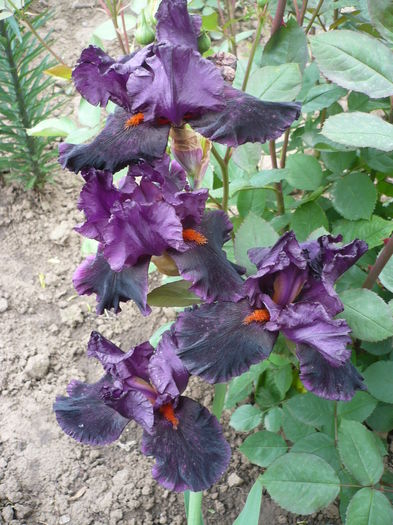 P1260765 - GRADINA 2016-1