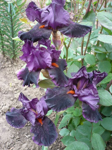 P1260766 - GRADINA 2016-1