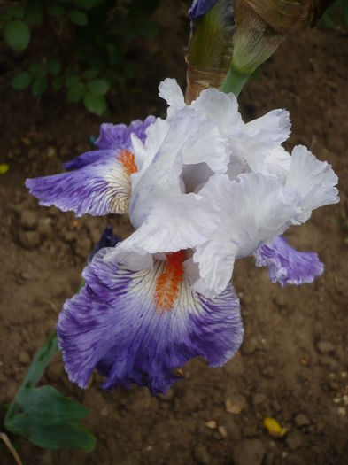 P1260768 - GRADINA 2016-1