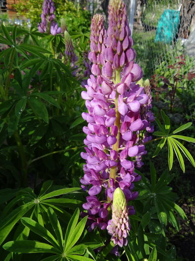  - E Florar in calendar