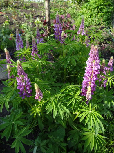 lupin - E Florar in calendar