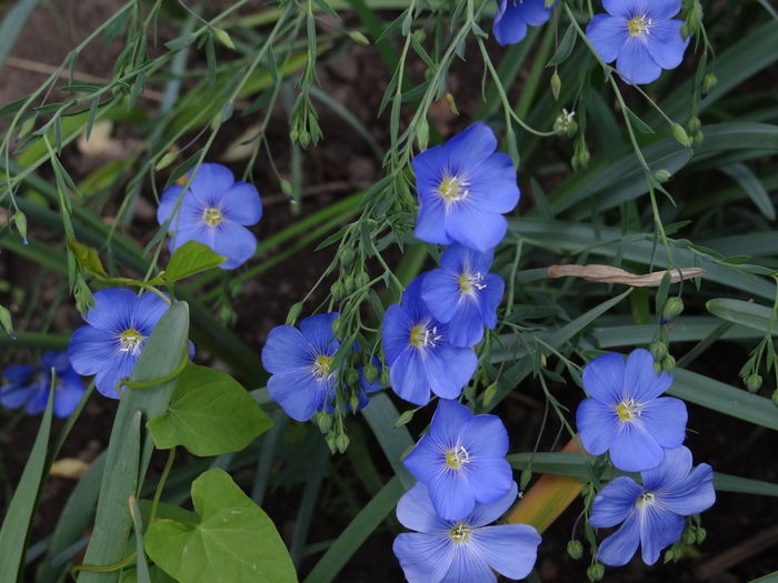in peren - E Florar in calendar