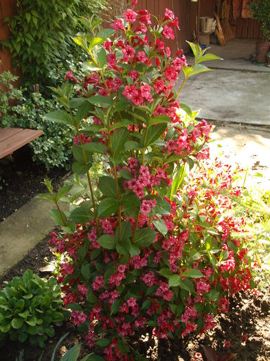 Weigela Red Prince - Plante de gradina