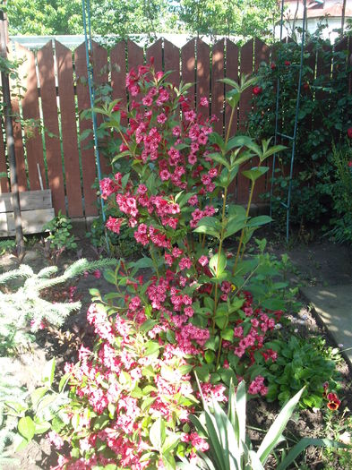 Weigela Red Prince - Plante de gradina