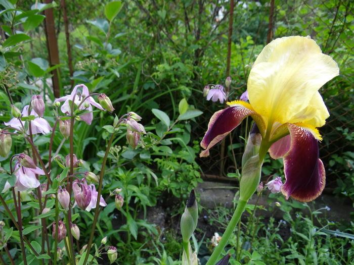 Glad Rags - E Florar in calendar