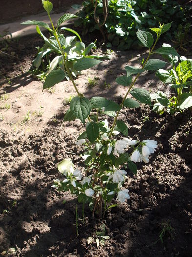 DSCF4736 - Plante de gradina