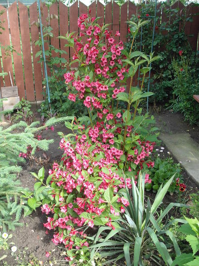 Weigela Red Prince - Plante de gradina
