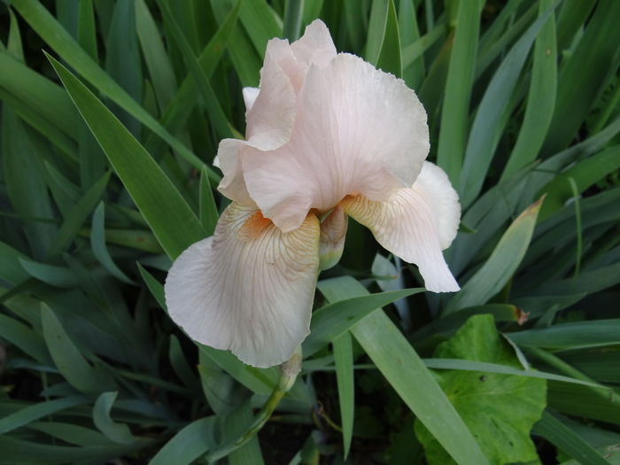 Eduard of Windsor - E Florar in calendar
