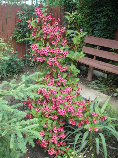 Weigela Red Prince - Plante de gradina