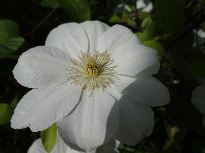 minunata
