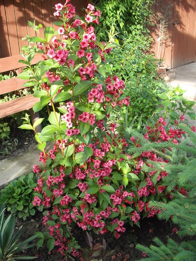Weigela Red Prince - Plante de gradina
