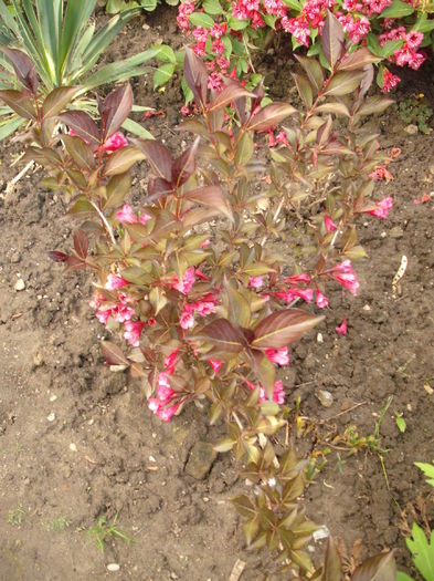 Weigela Florida Alexandra - Plante de gradina