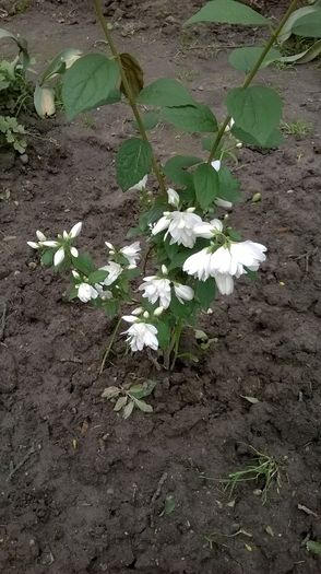 Iasomie batuta - Plante de gradina