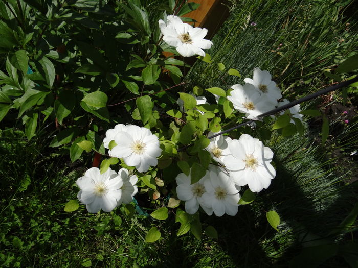 Guernsey Cream