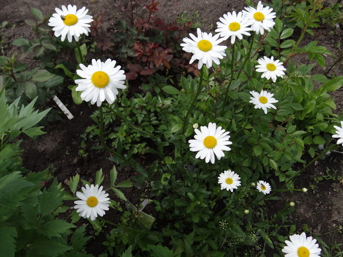 margarete - E Florar in calendar
