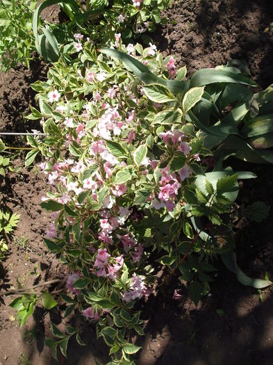 Weigela Nana Variegata - Plante de gradina