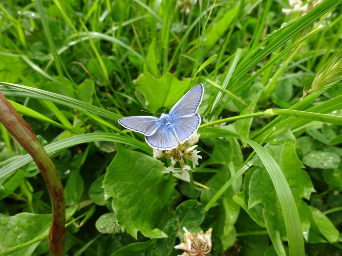 DSC06422 - Fluture albastru