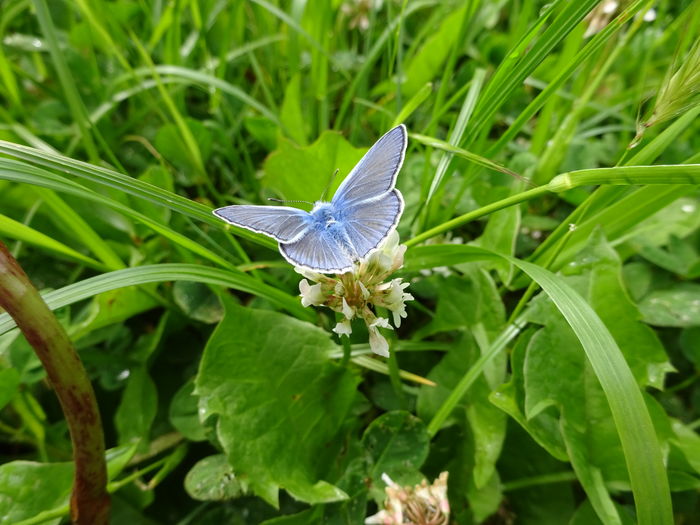 DSC06424 - Fluture albastru
