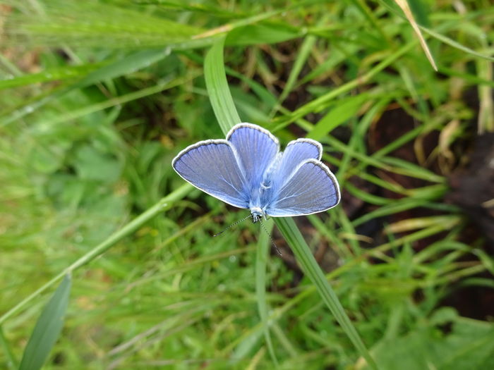 DSC06434 - Fluture albastru