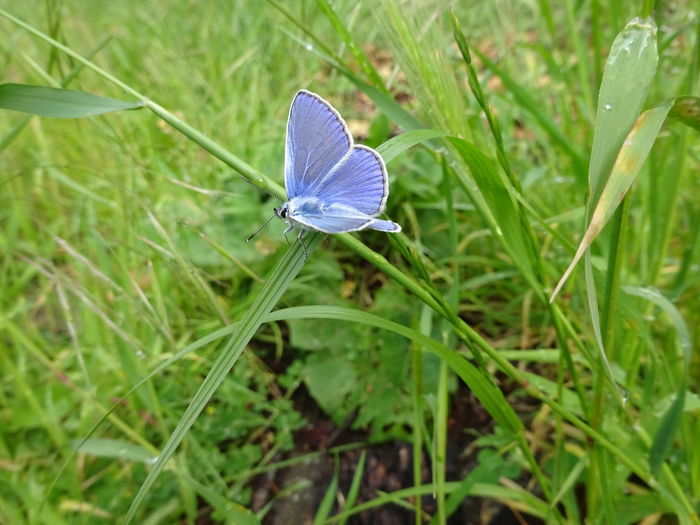 DSC06437 - Fluture albastru