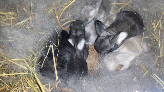 3 salander,2 chinchila si unul negru - cuib din 9 mai 16