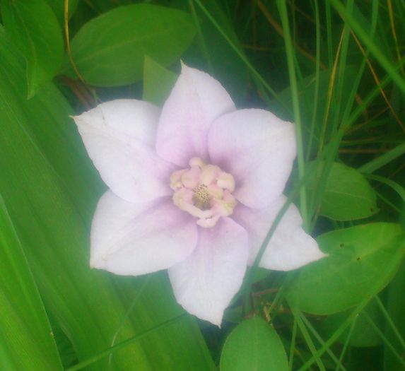 innocent blush - Clematis