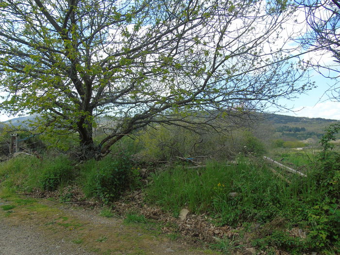 DSC01394 - Bejar-Candelario