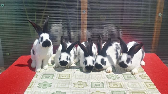 5 pui pestrit alb-negru