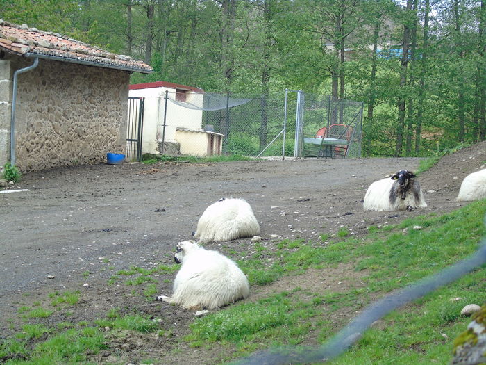 DSC01422 - Bejar-Candelario