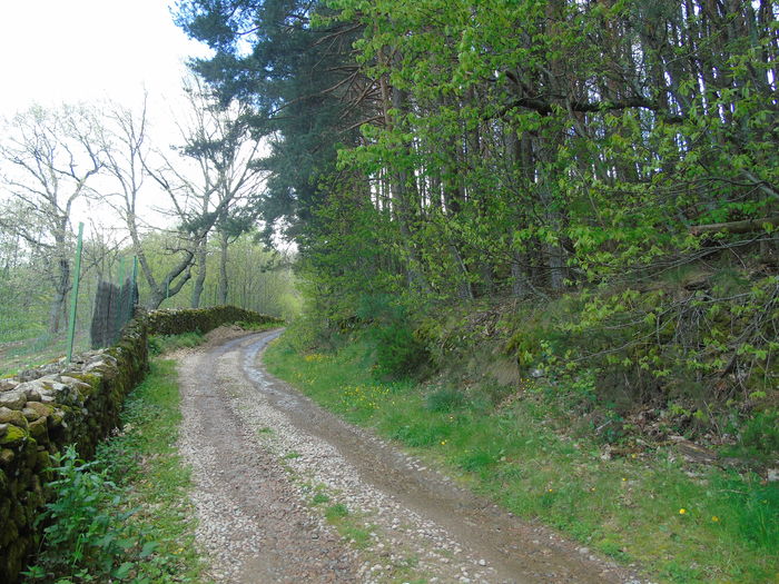 DSC01428 - Bejar-Candelario