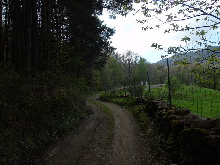 DSC01432 - Bejar-Candelario