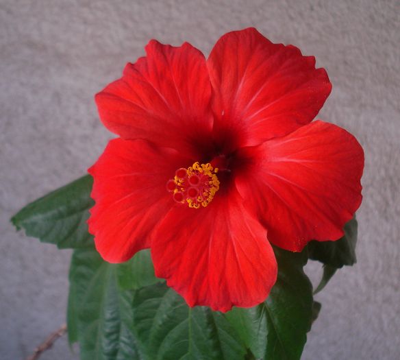 Mai 2016 - Hibiscus