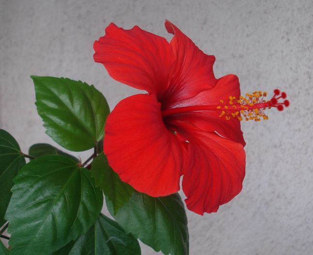 Mai 2016 - Hibiscus