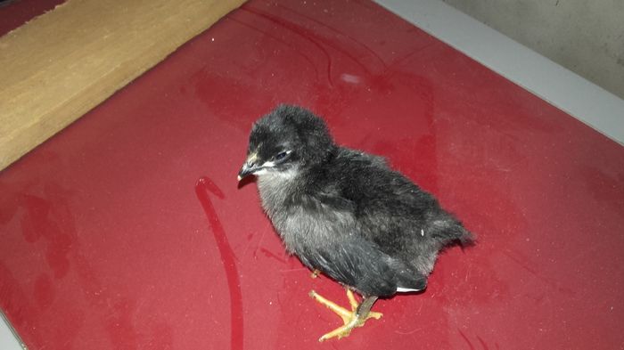 20160513_164621 - Pui  Australorp  negru