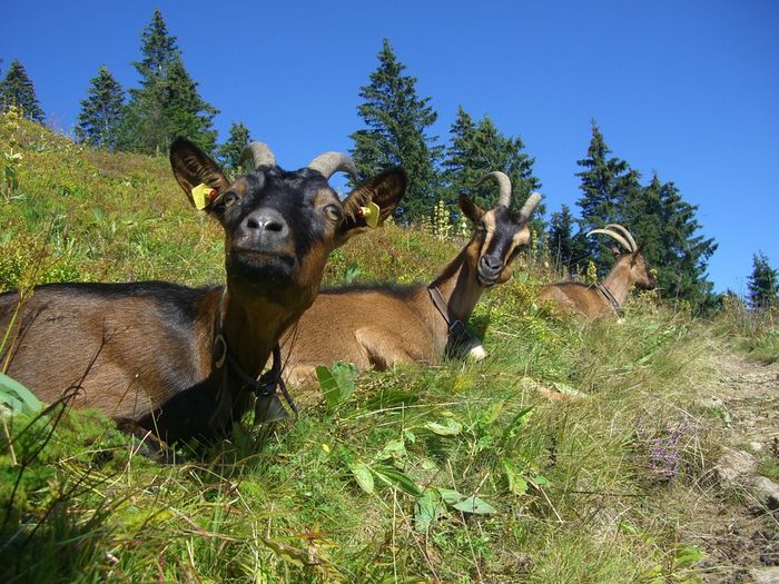 Alpinele satule la odihna - Rase de oi si capre poze deosebite 11