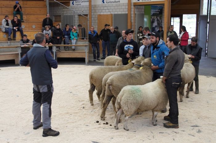 Berbecutii-6hgf - Rase de oi si capre poze deosebite 11
