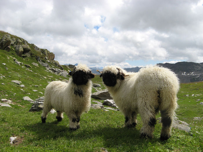 Bot-Negru la pascut pe munte-03 - Rase de oi si capre poze deosebite 11