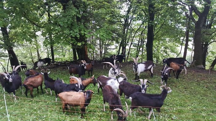 Capre si Tapi frumosi - Rase de oi si capre poze deosebite 11