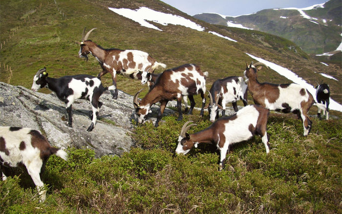 Capre Tauernschecken la pascut