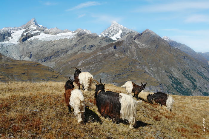 Capre Walliser pe munte-8xn - Rase de oi si capre poze deosebite 11