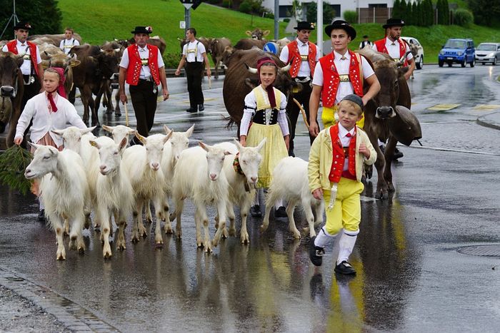 Nemtii tot nemti sant - Rase de oi si capre poze deosebite 11