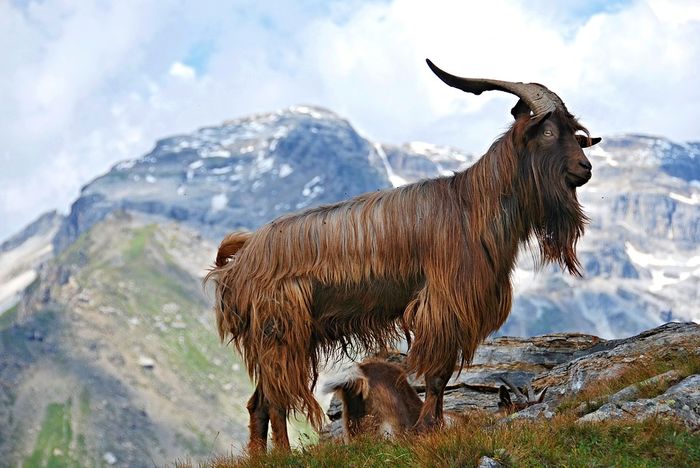 Tapul in varful muntelui - Rase de oi si capre poze deosebite 11