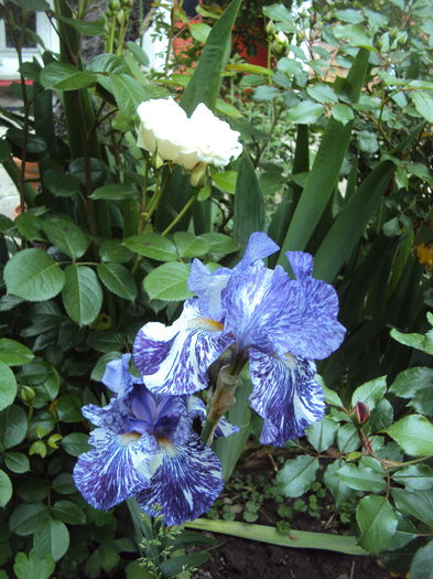 DSC00661
